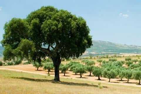 cork oak
